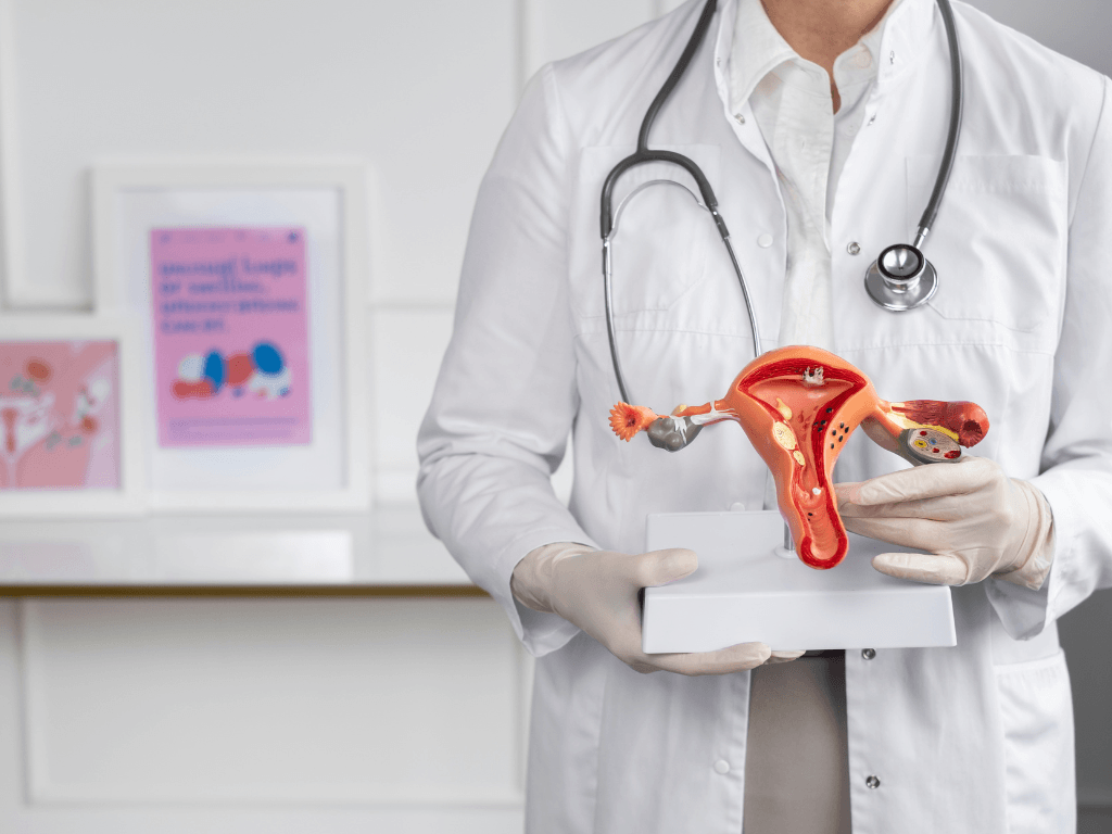 A doctor in a lab coat with a stethoscope around their neck, holding a 3D diagram model of the female reproductive system to highlight PMOS